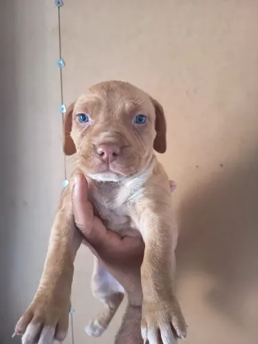 Filhote fêmea de Pitbull