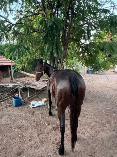 Vendo Égua Quarto de milha  