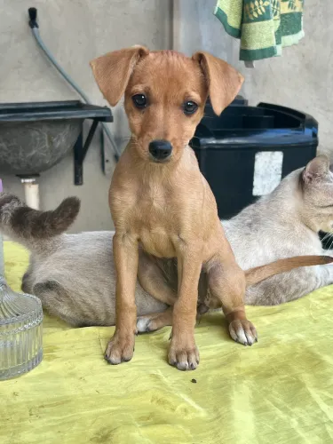 Filhote Pinscher fêmea N1