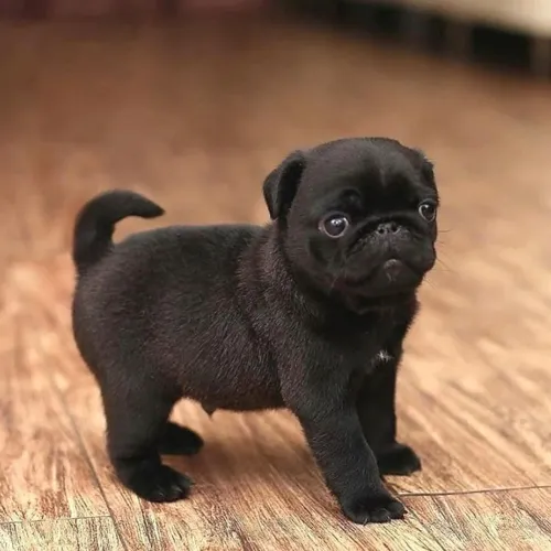 Pug Ele vai chegar e mudar tudo? pra melhor
