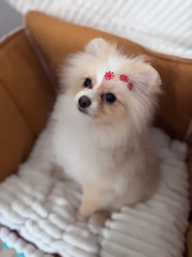 Lindíssima Filhote de Lulu da Pomerânia