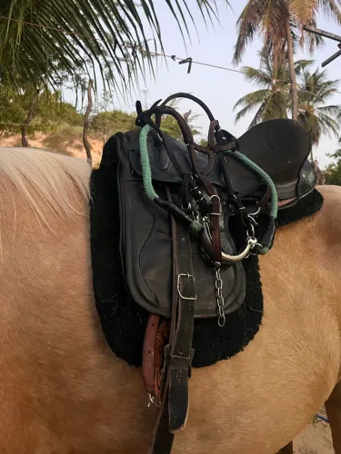 Cela para cavalo
