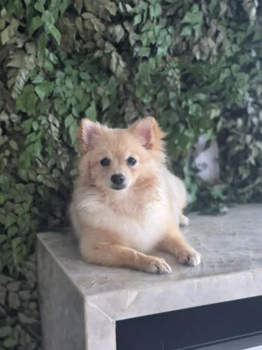 Fêmea de Lulu da Pomerânea 6 meses