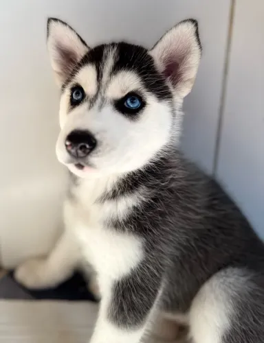 Filhotes de husky siberiano 