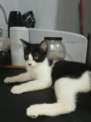 Gatos filhotes para adoção