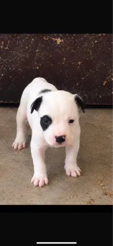 American Bull