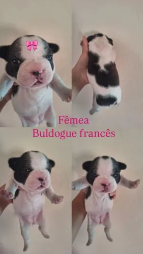 Buldogue frances femea