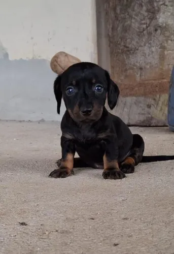 Lindos filhotes de basset fêmea e macho