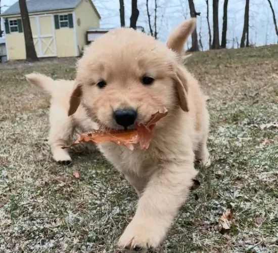 filhote Golden Retriever, Se você busca alegria e companhia, acabou de encontrar!