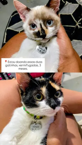 Gatos/ doação