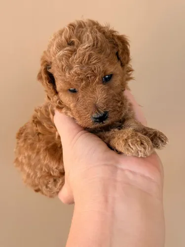 Poodle Toy Red Filhote de Alta Qualidade 