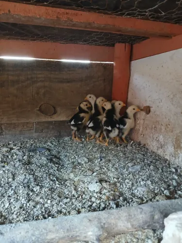 Pintinhos gsb 