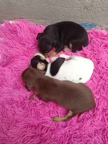 Cachorro pinscher número 01 