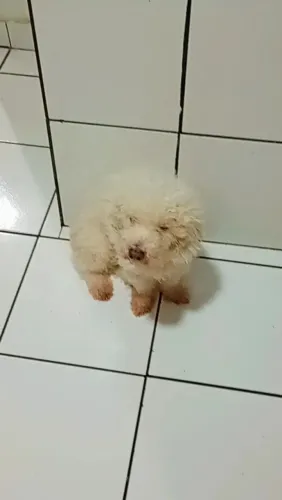 Doa-se um cachorro podlle para quem ama e cuida com amor.