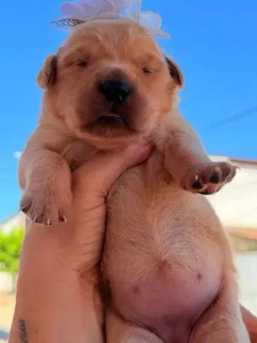 FILHOTES GOLDEN RETRIEVER