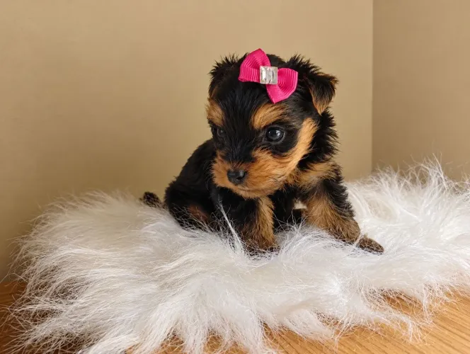 Filhotes Yorkshire terrier Mini