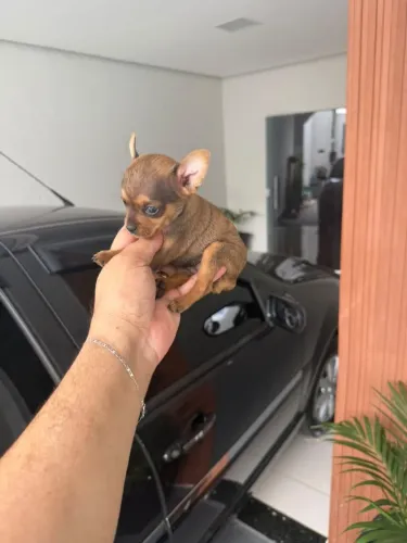 Pinscher femea