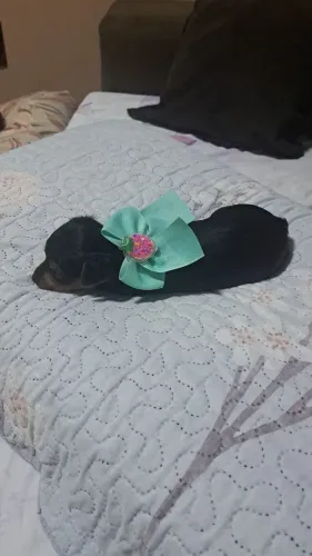 Filhotes de pinscher 