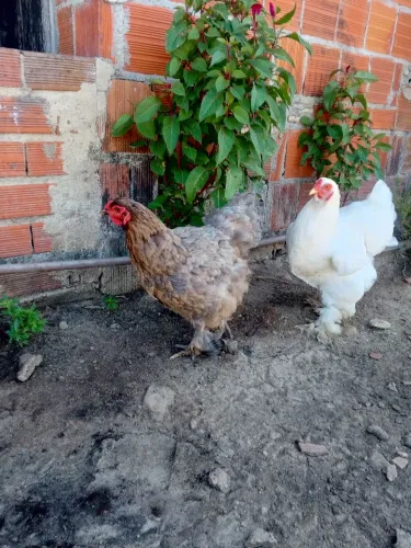 Ovos galados raça Brahma
