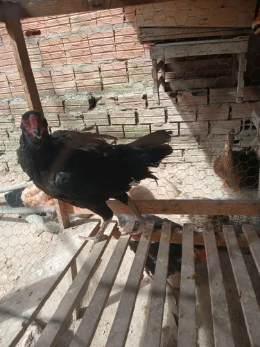 galo egalinha