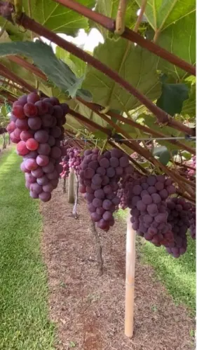 Mudas de Uva Niágara