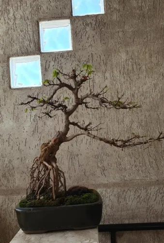 Bonsai Acer Kaede / Tridente com raízes expostas
