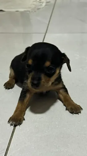 FILHOTES DE CACHORRO PINSCHER