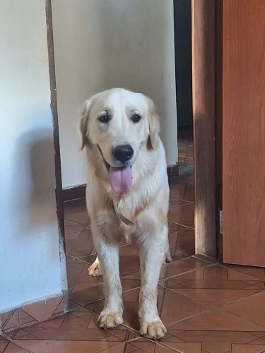 Golden Retriever Macho - 1 Ano