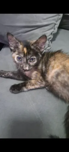 Gatinha mestiça persa com mofadinha