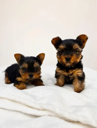 Yorkshire terrier machinho lindinho