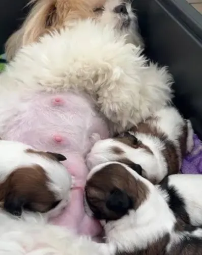 Filhote a venda Lhasa apso