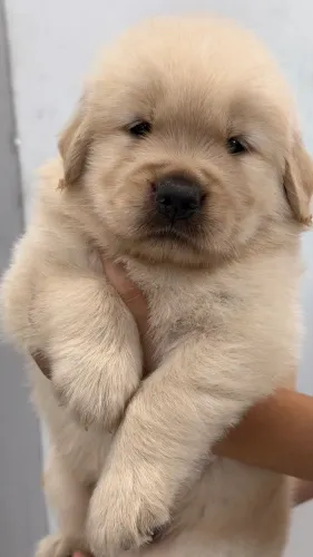 Filhotes de Golden Retriever Excelência na linhagem 