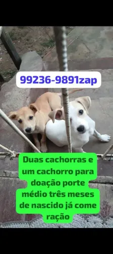 Duas cachorra fêmea e um macho para doação 90 dias de nascido já come ração tem que vir