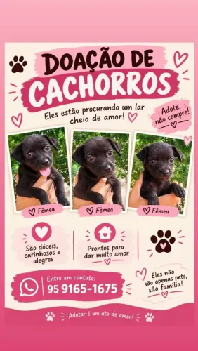 Cachorro 