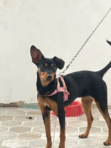 Cachorro