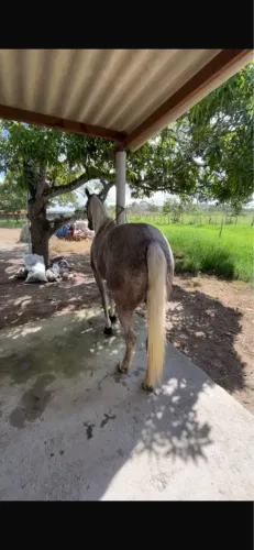 Cavalo de direita a venda 