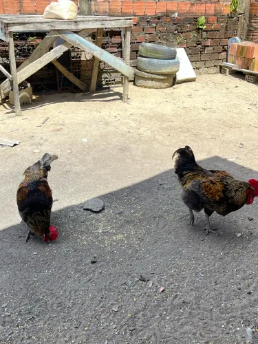 Vende-se Frango