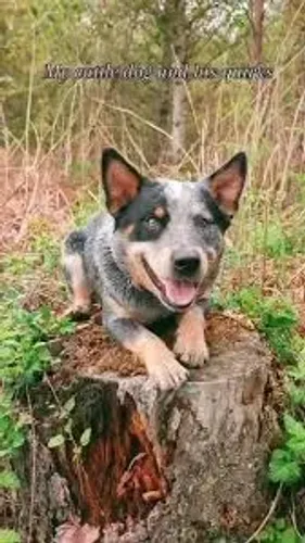 Blue heeler filhotes 