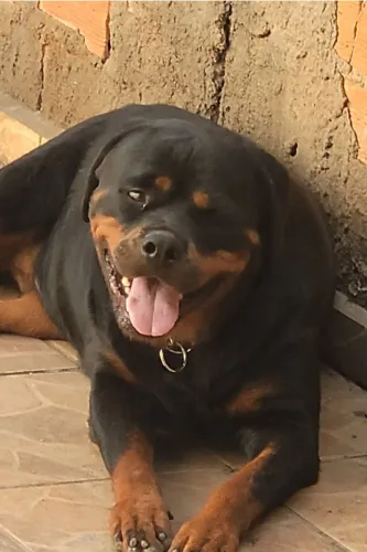 Rottweiller