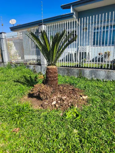 Mudas palmeira cica