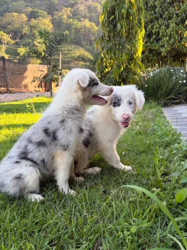 Vendo border collie com pedigree