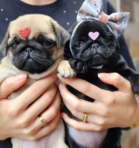 Filhote Pug, O presente mais fofo que você pode se dar!