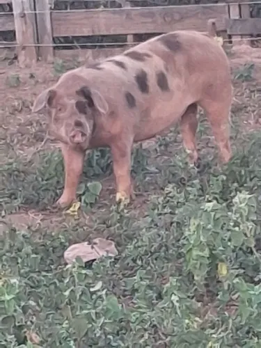 Vendo marroa