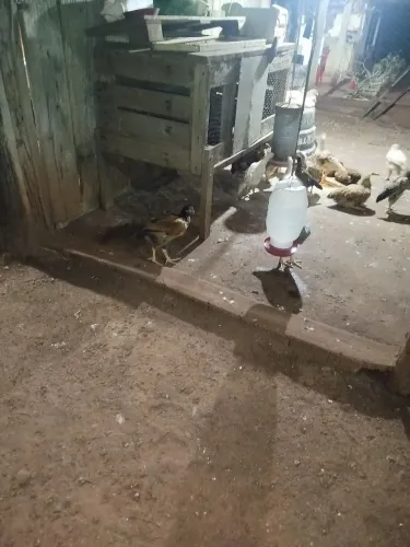 Vende se pintinhos e franguinhos 