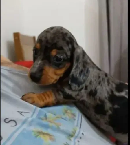 Basset Dachshund Alerquim Filhotes Para Pronta Entrega. 