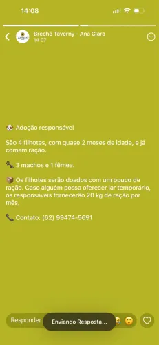 doação 4 filhotes vira lata