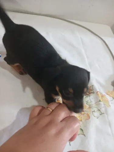 Filhote de pinscher