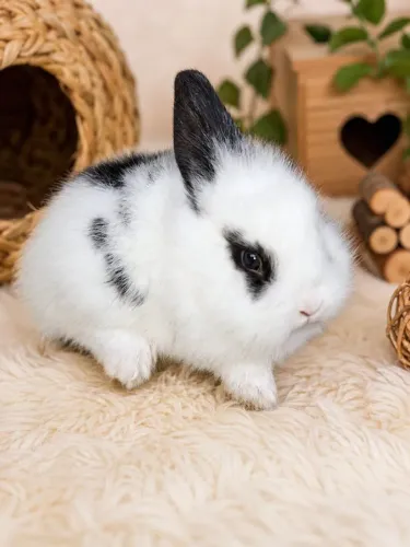 Mini coelhos !