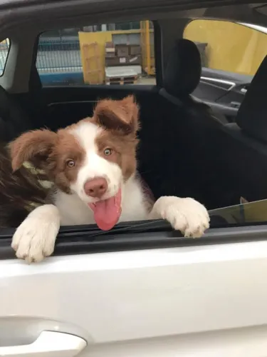 Border collie filhote maravilhoso 