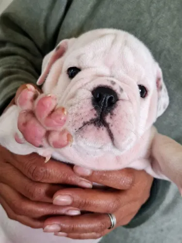 Bulldog inglês